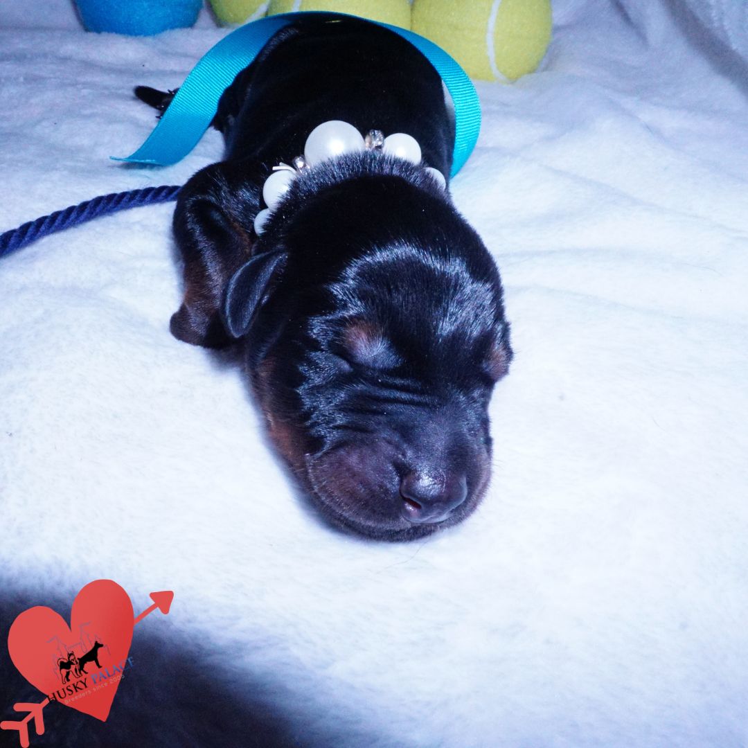 Doberman Pinscher Puppies for Sale – sokka Doberman Pinscher Puppies for Sale