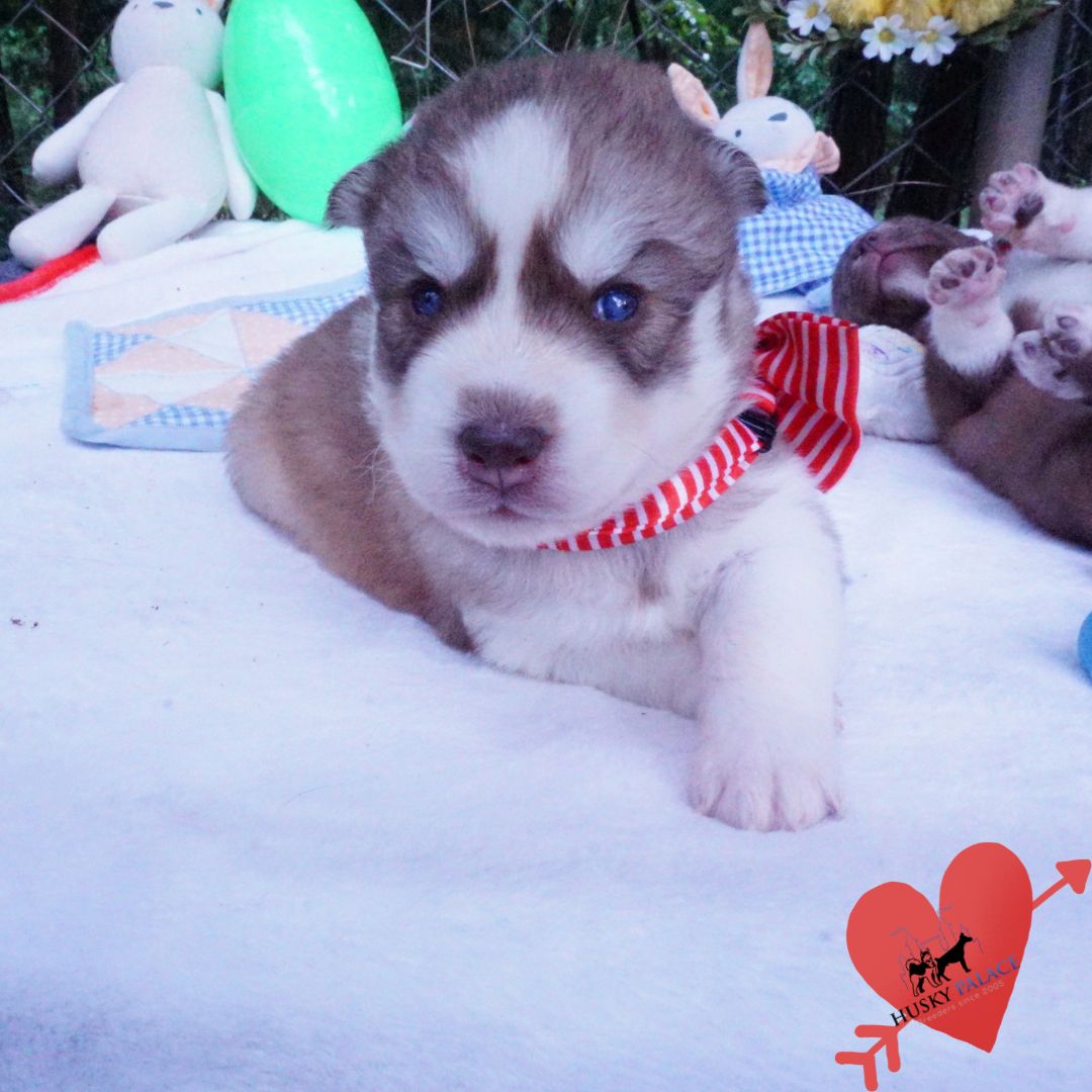 Siberian Husky Puppies For Sale