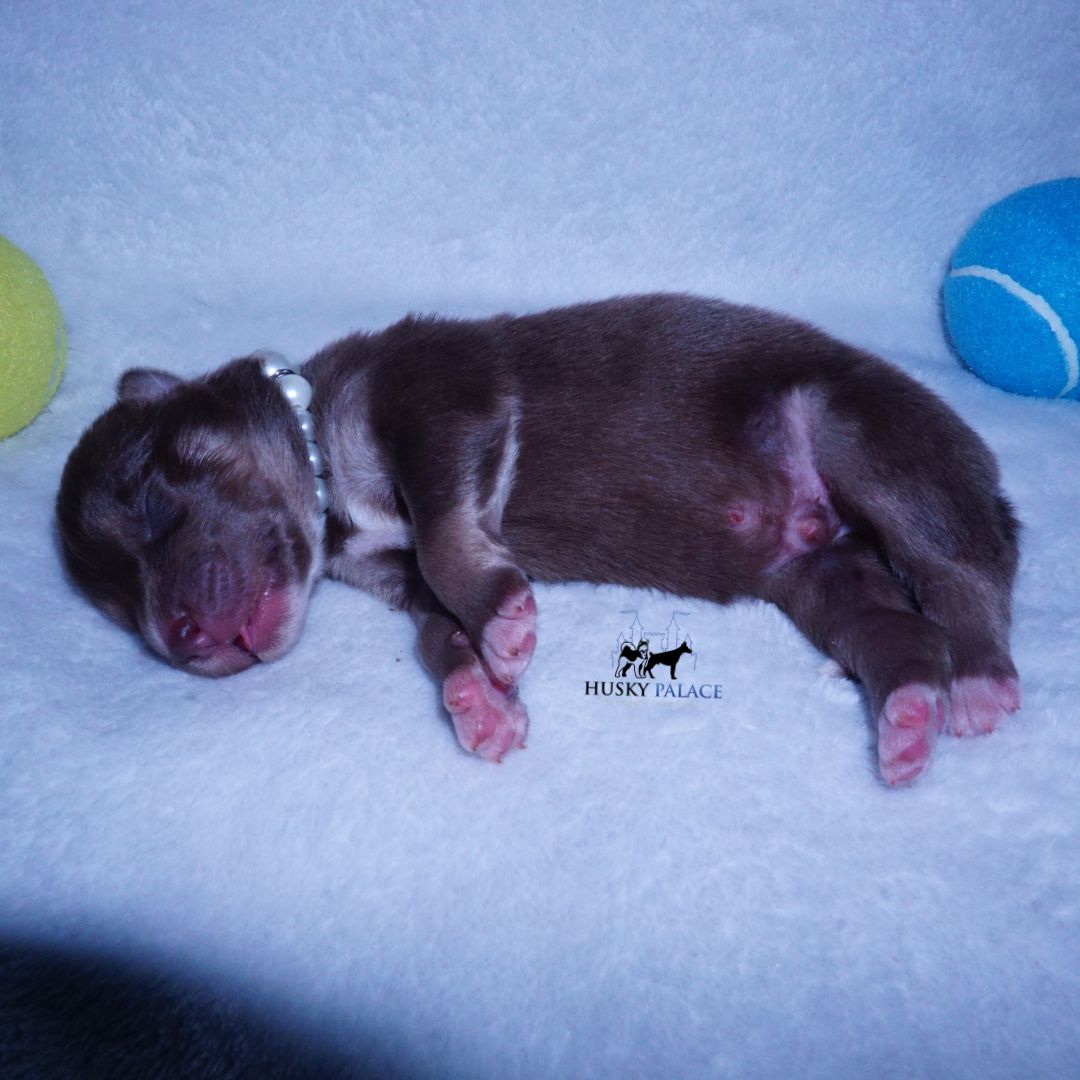 Siberian Husky Puppies For Sale