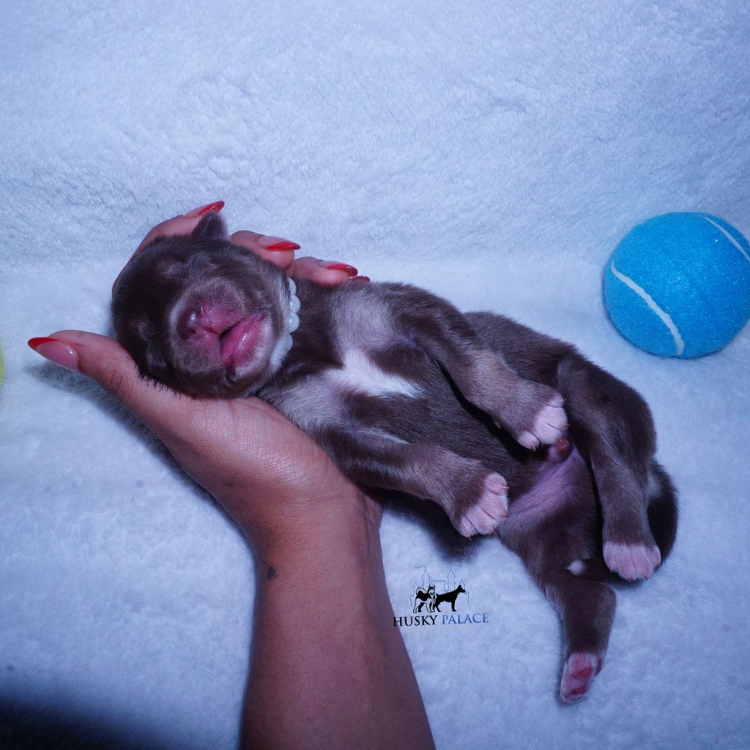 Siberian Husky Puppies For Sale