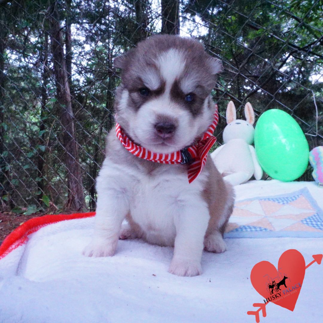 Siberian Husky Puppies For Sale