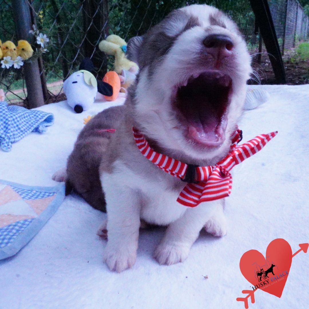 Siberian Husky Puppies For Sale