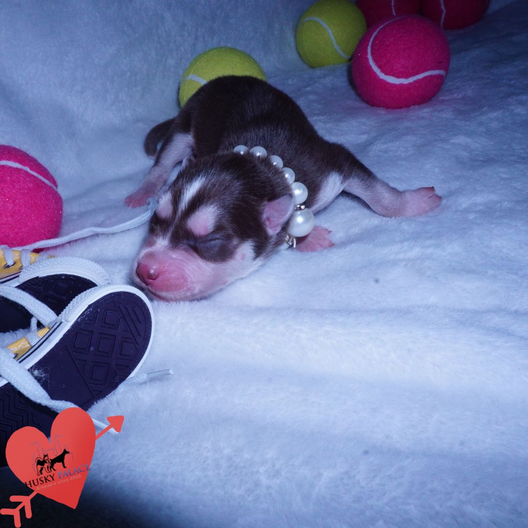 Siberian Husky Puppies For Sale panama Siberian Husky Puppies For Sale