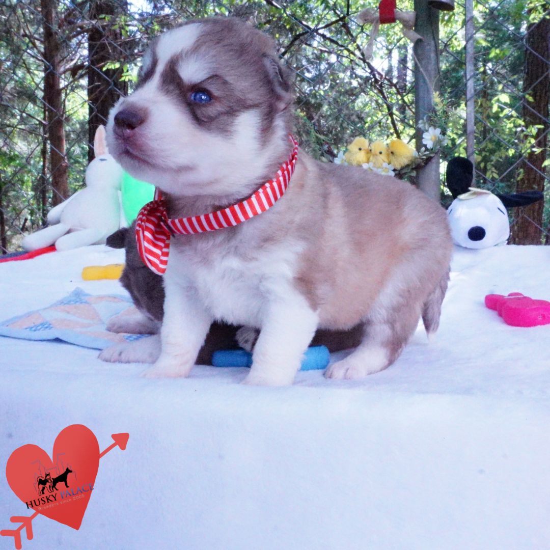 Siberian Husky Puppies For Sale