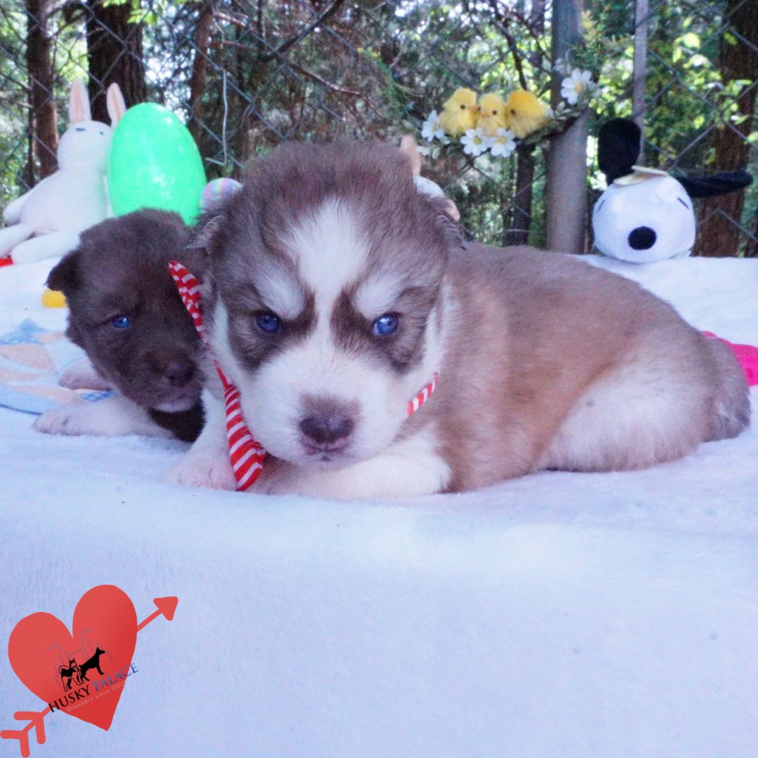 Siberian Husky Puppies For Sale