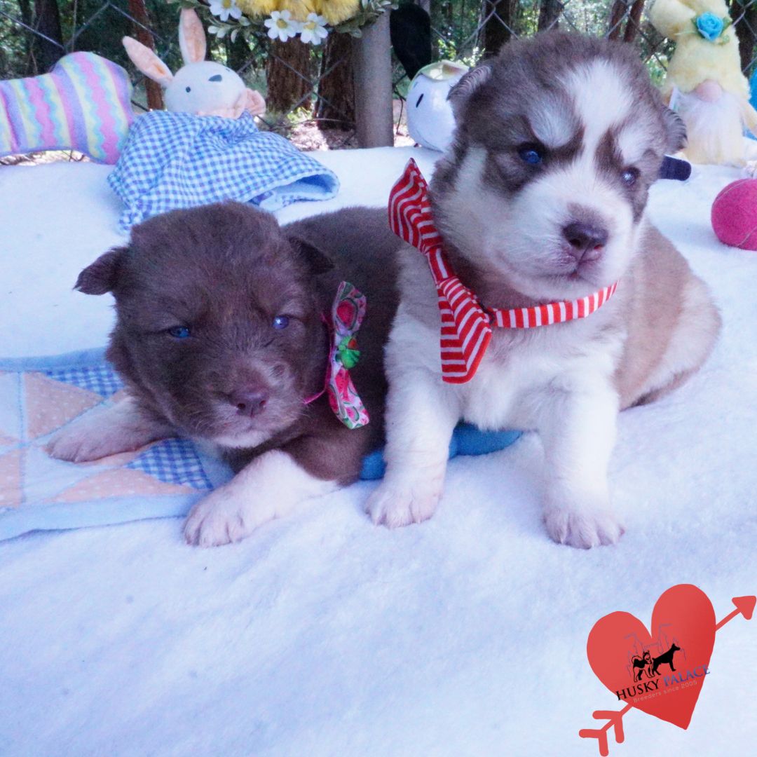 Siberian Husky Puppies For Sale