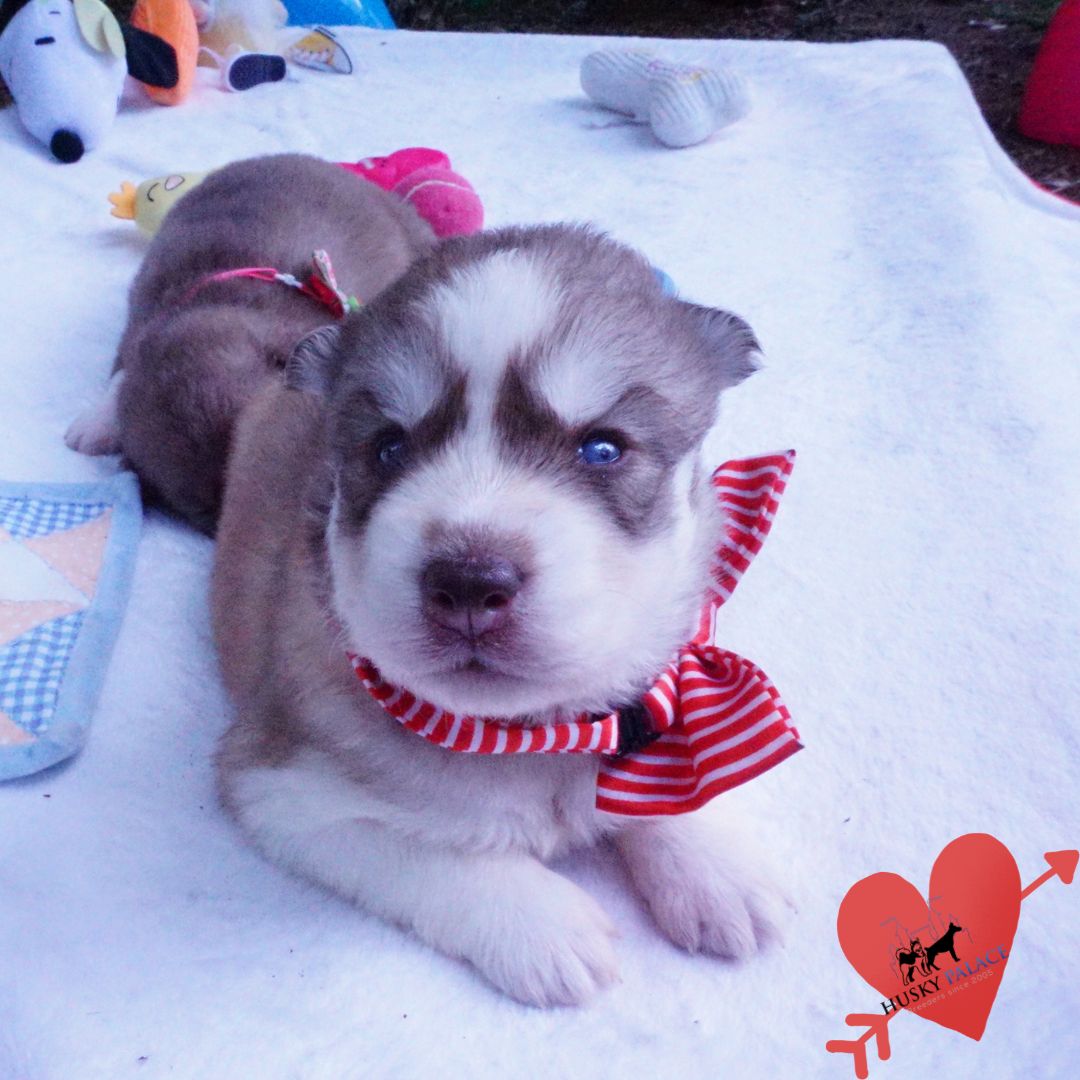 Siberian Husky Puppies For Sale