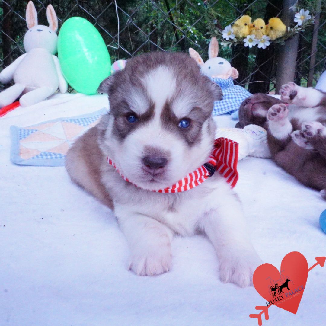 Siberian Husky Puppies For Sale