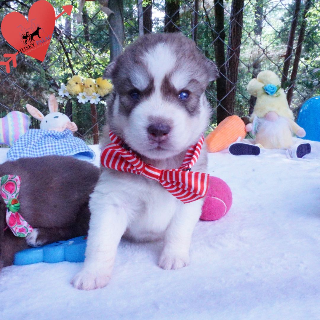 Siberian Husky Puppies For Sale