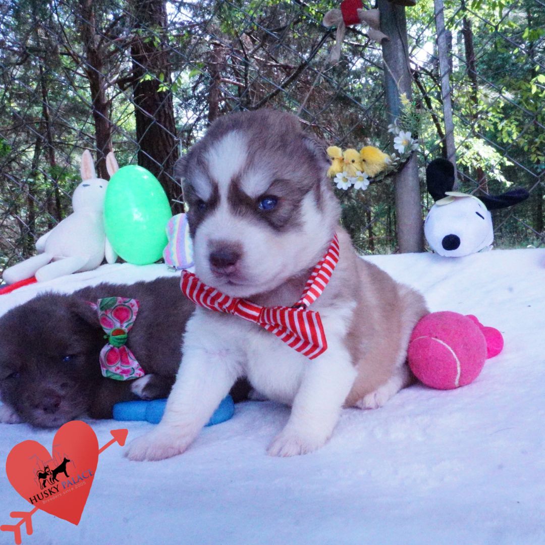 Siberian Husky Puppies For Sale