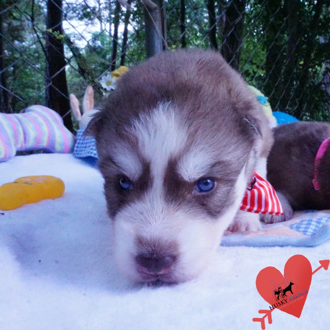 Siberian Husky Puppies For Sale