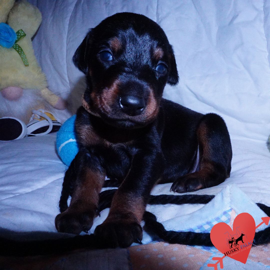 100% Euro Doberman