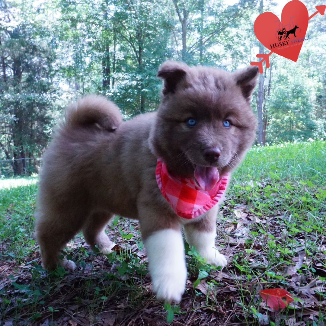 AKC Breeder