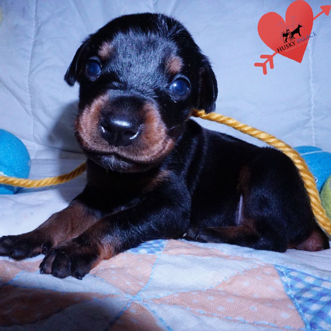 AKC Doberman Puppy