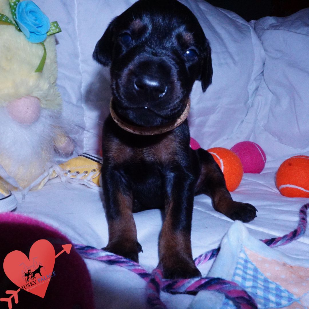 AKC European Doberman