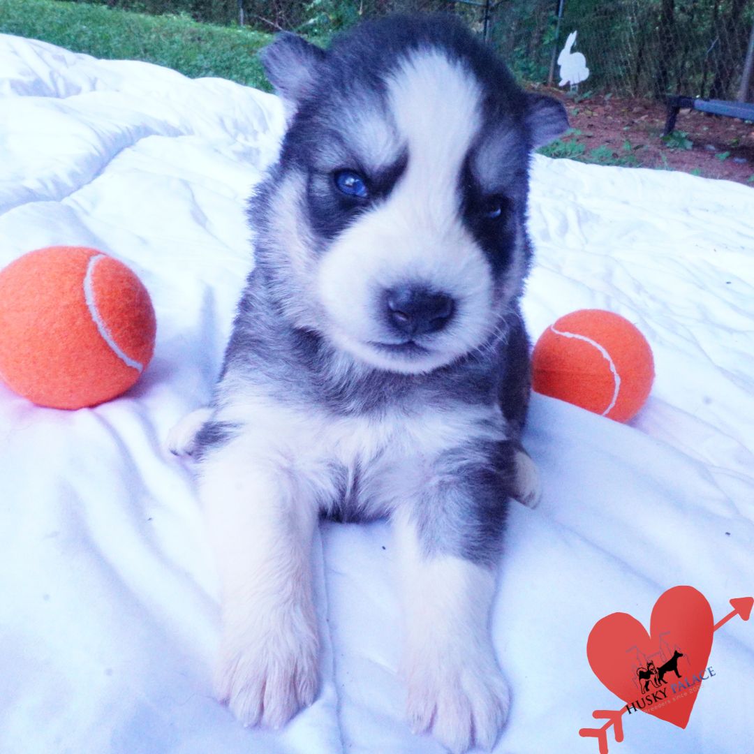 AKC Siberian Husky Puppies