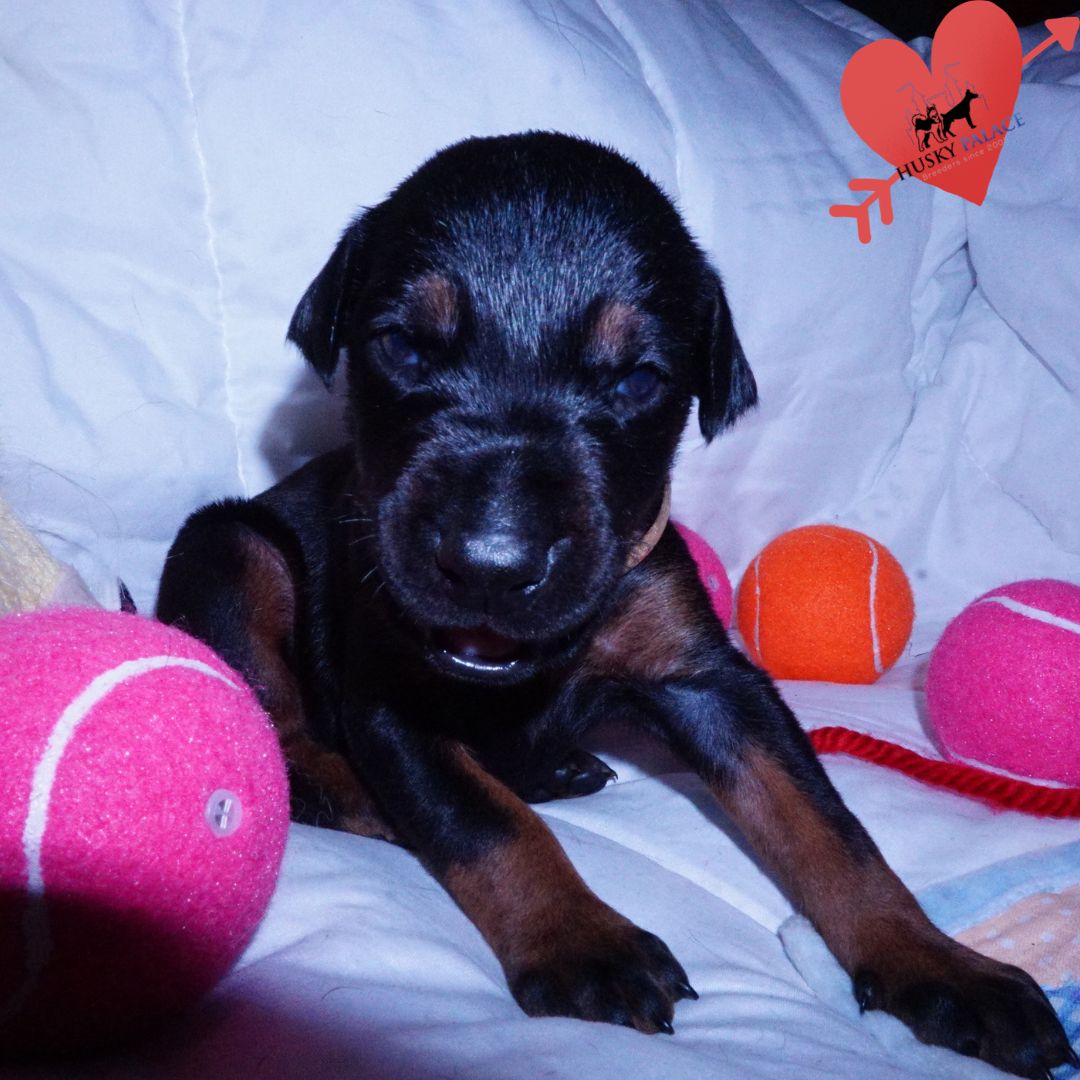 Black:rust Doberman Puppy for sale ga Black:rust Doberman Puppy