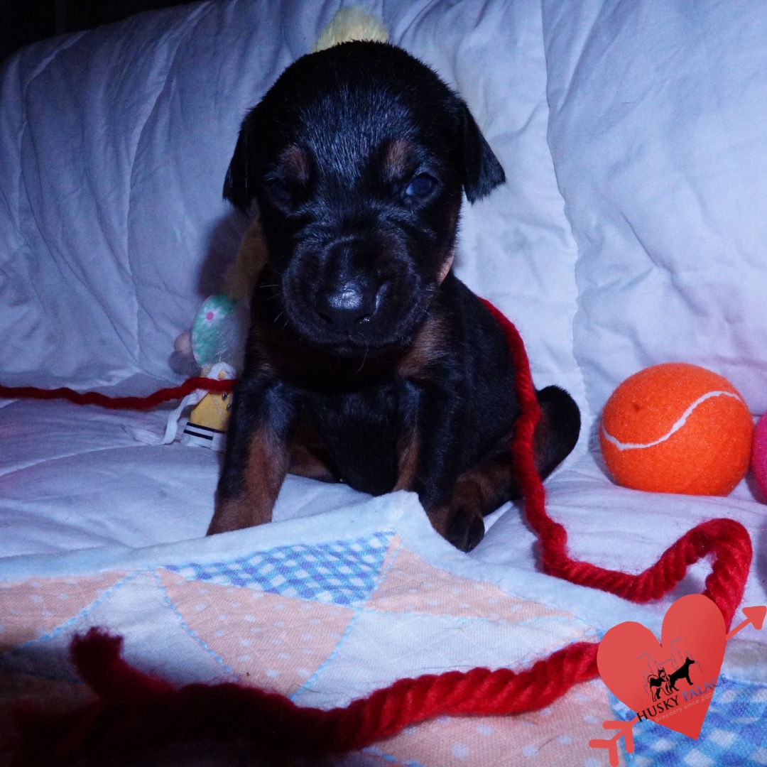 Black:rust Doberman Puppy