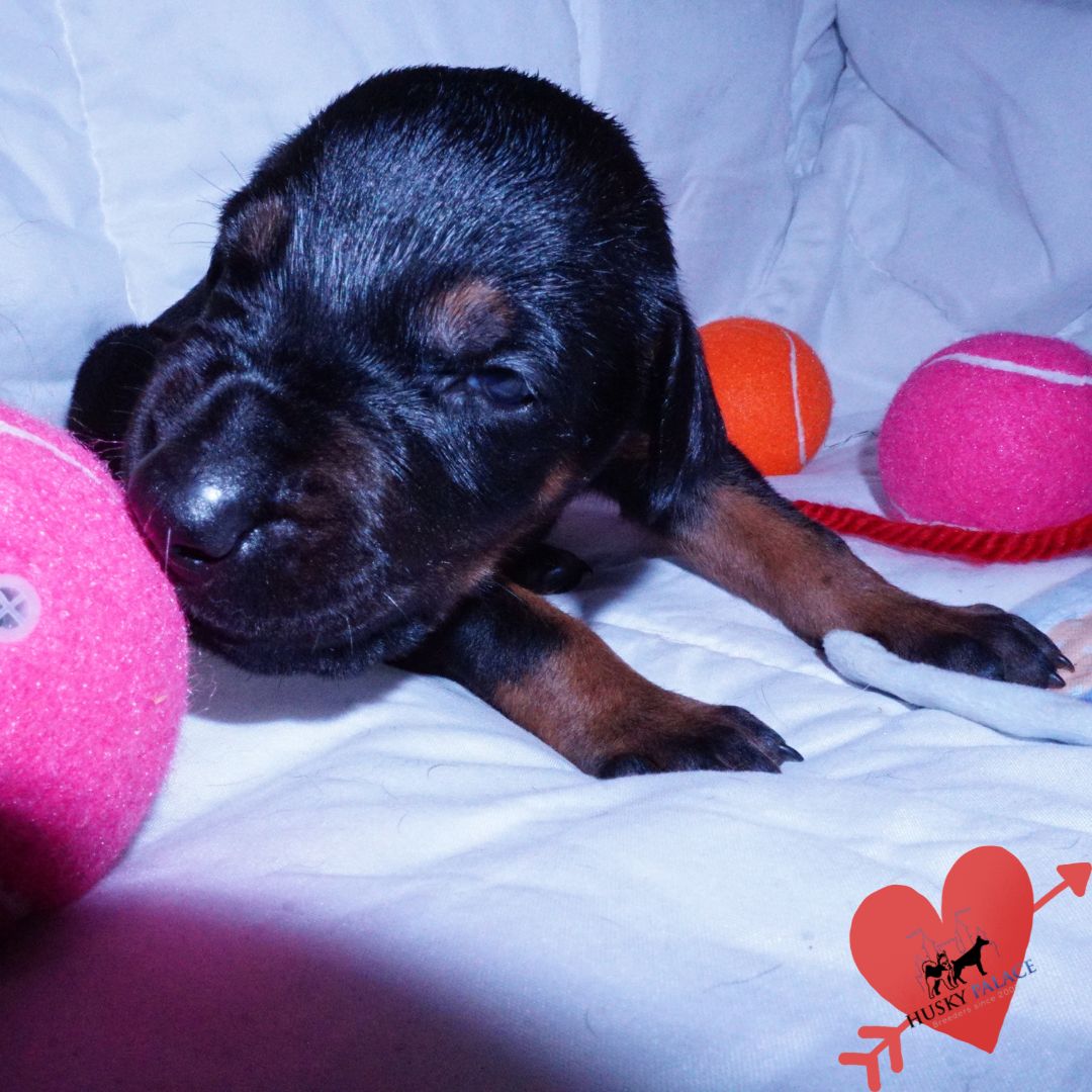 Black:rust Doberman Puppy for sale Black:rust Doberman Puppy
