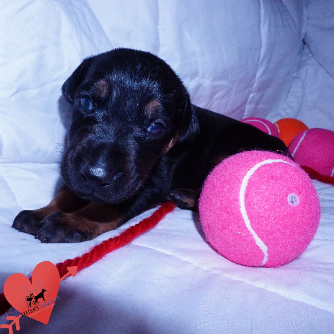 Black:rust Doberman Puppy, kora Black:rust Doberman Puppy