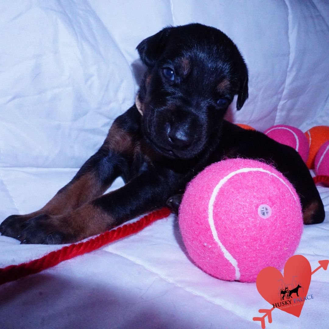 Black:rust Doberman Puppy korra Black:rust Doberman Puppy
