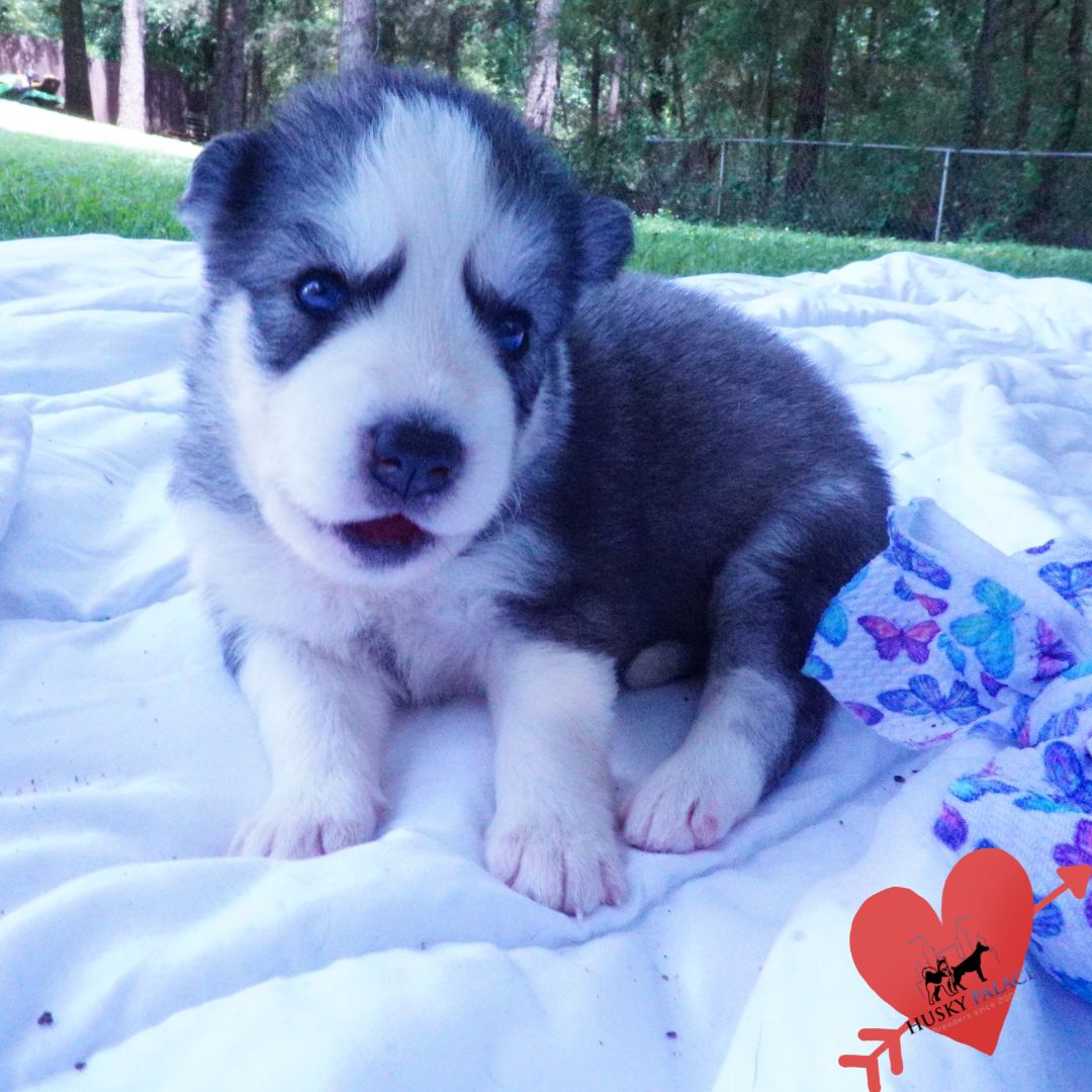 Black:white Husky breeder Black:white Husky