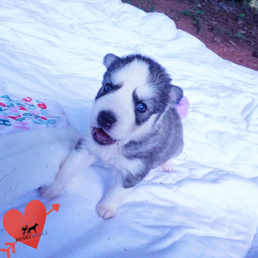 Black:white Husky fifa Black:white Husky