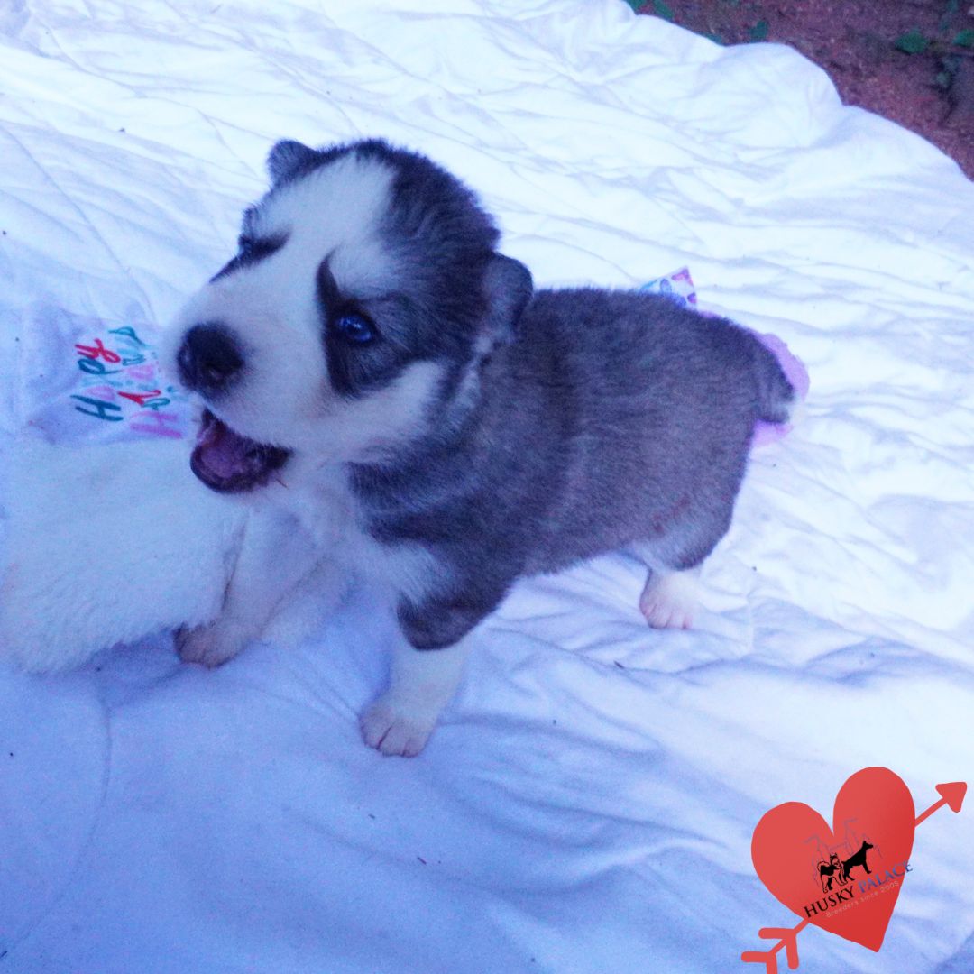 Black:white Husky, fifa Black:white Husky