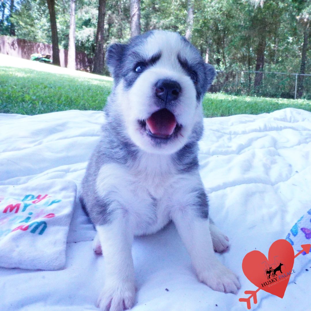 Black:white Husky near me Black:white Husky