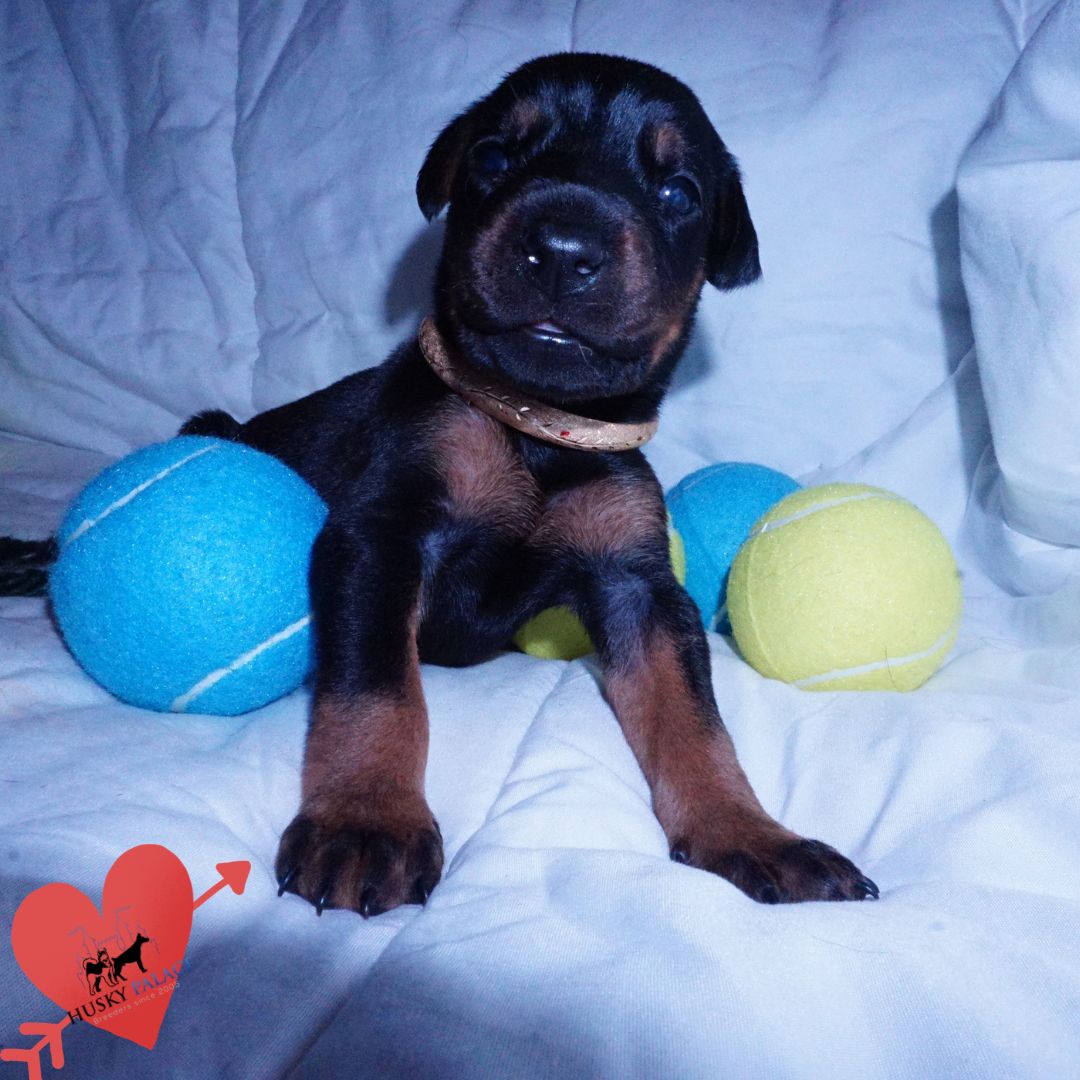 Doberman Pinscher Puppies For Sale