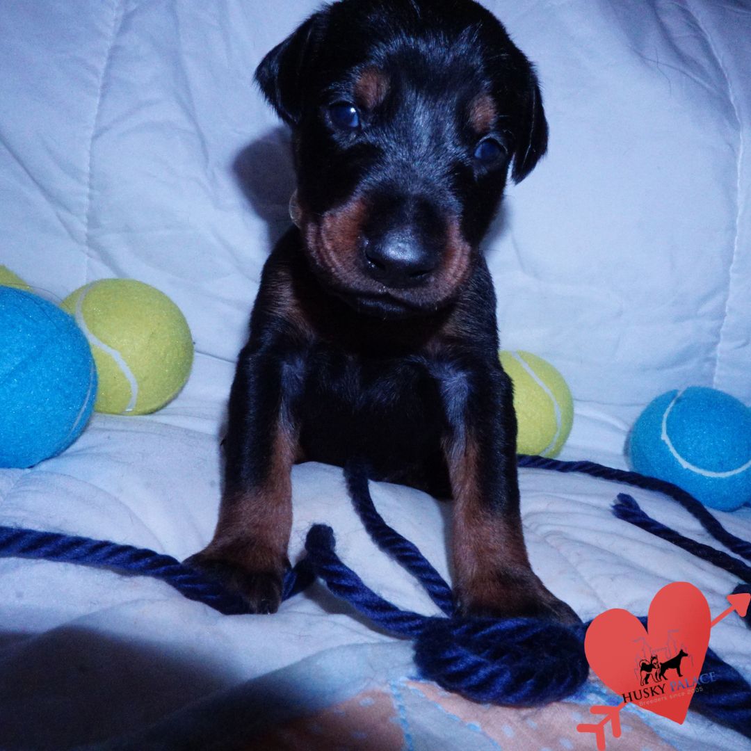 Doberman Pinscher Puppies For Sale