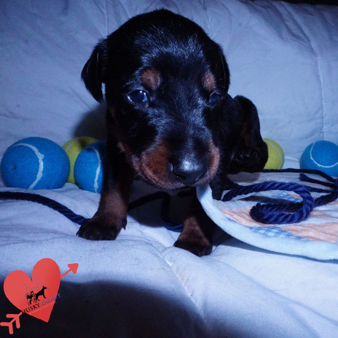Doberman Pinscher Puppies For Sale, sokka Doberman Pinscher Puppies For Sale