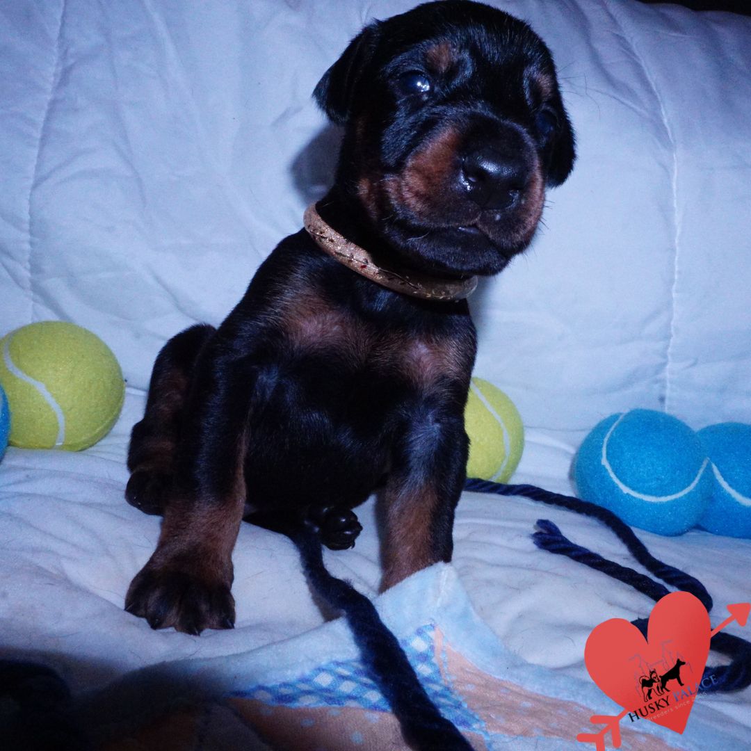 Doberman Pinscher Puppies For Sale – sokka Doberman Pinscher Puppies For Sale