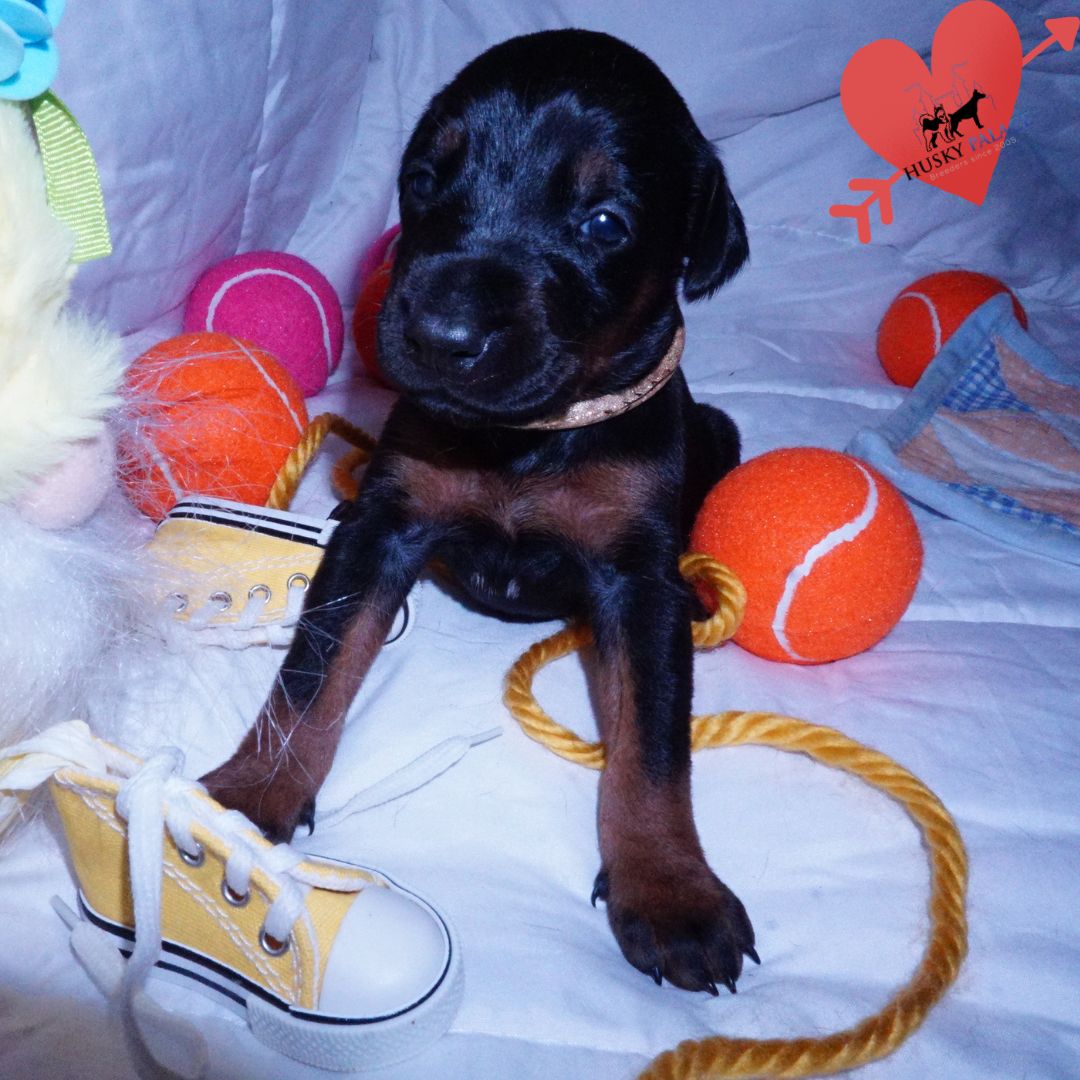 European Doberman Puppy breeder European Doberman Puppy