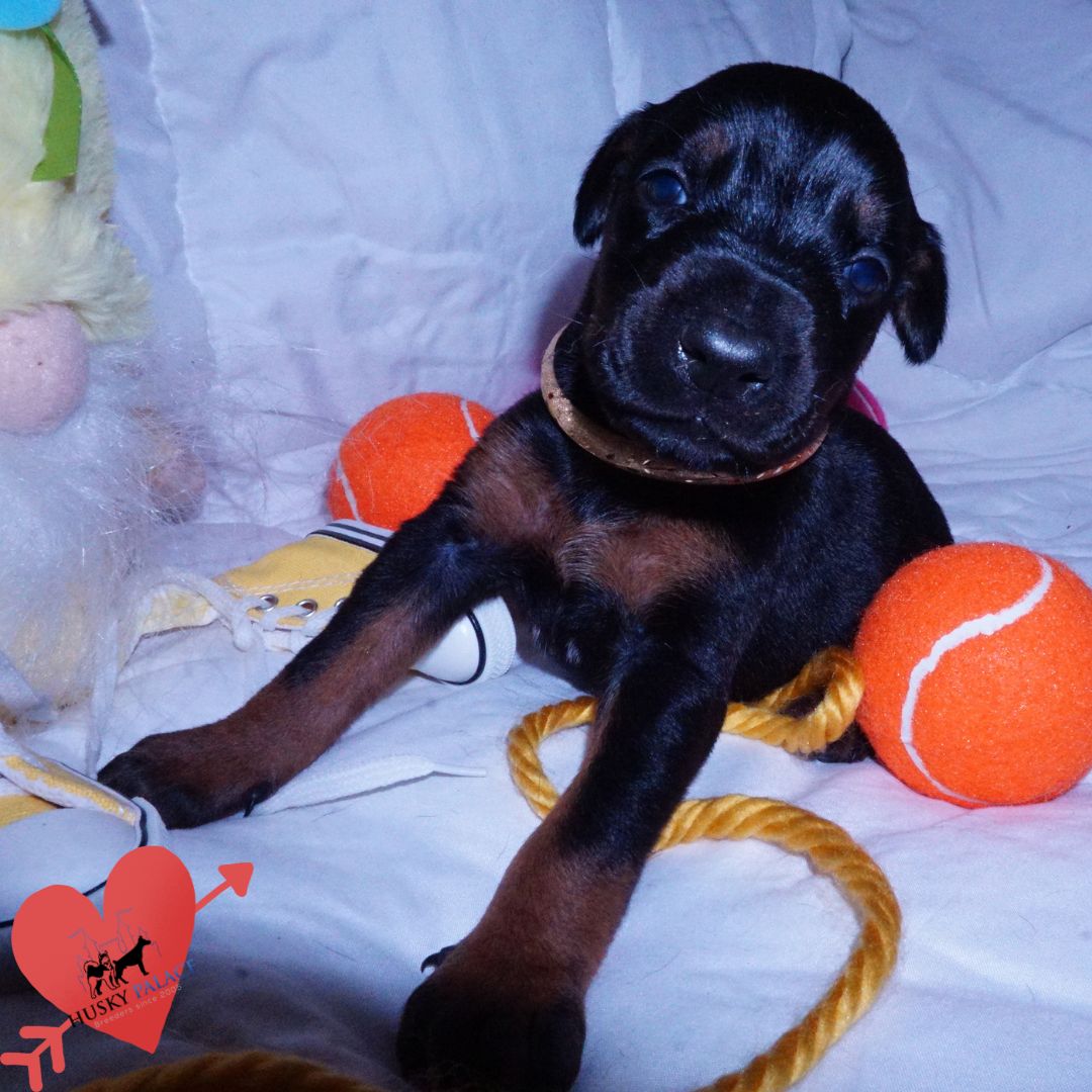 European Doberman Puppy for sale European Doberman Puppy