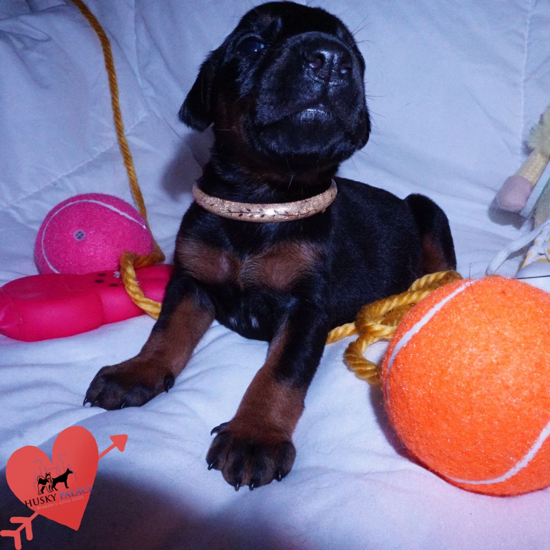 European Doberman Puppy kya European Doberman Puppy