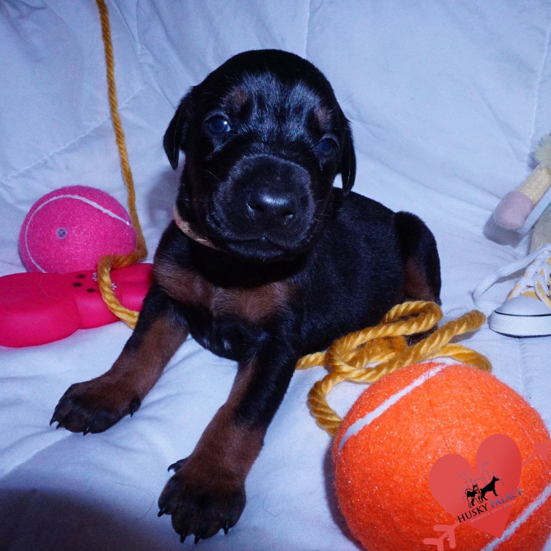 European Doberman Puppy