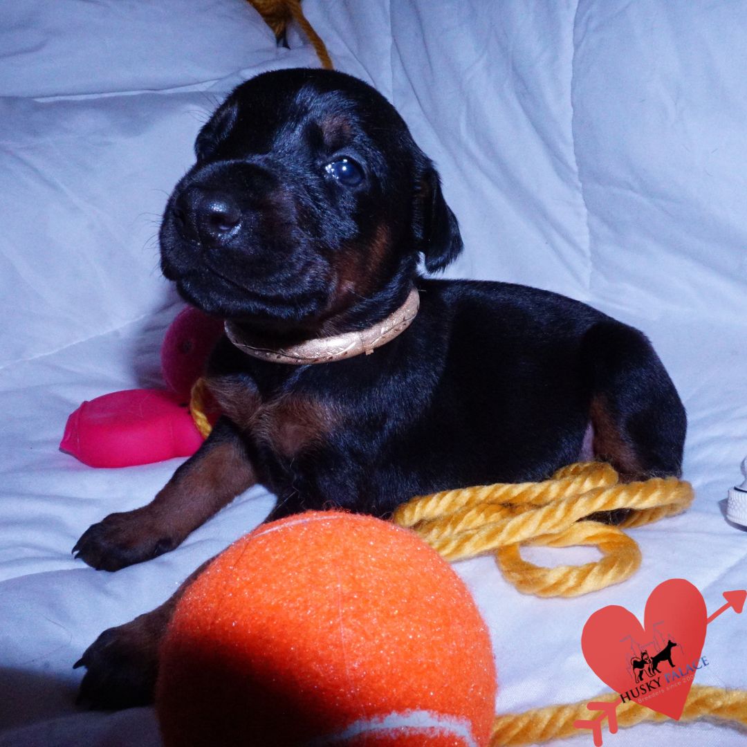 European Doberman Puppy – kya European Doberman Puppy