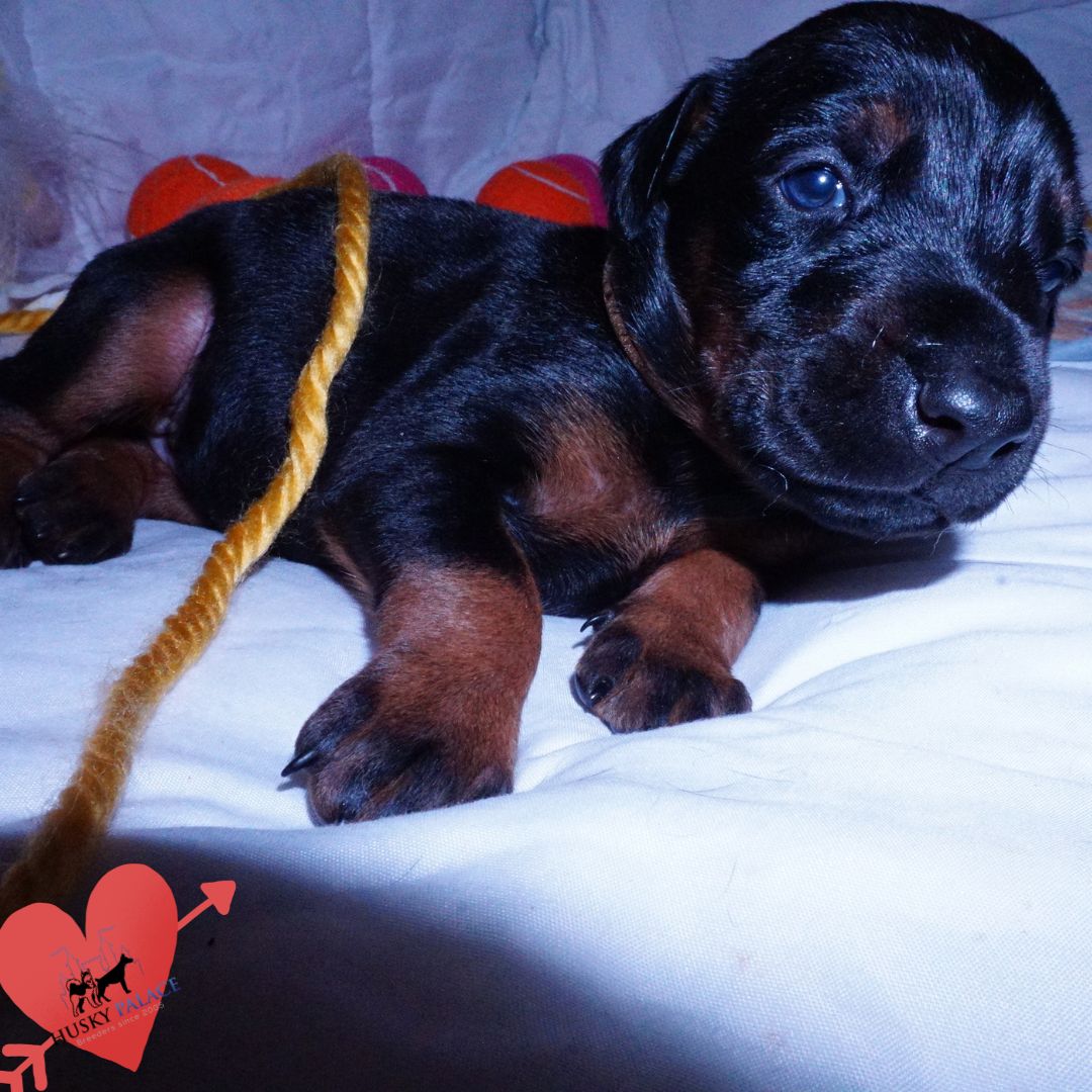 European Doberman Puppy near me European Doberman Puppy