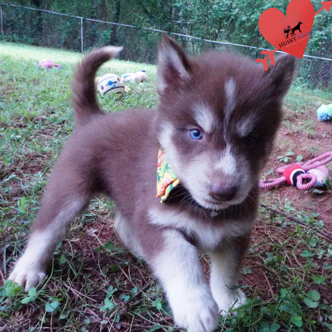 Full Breed Husky