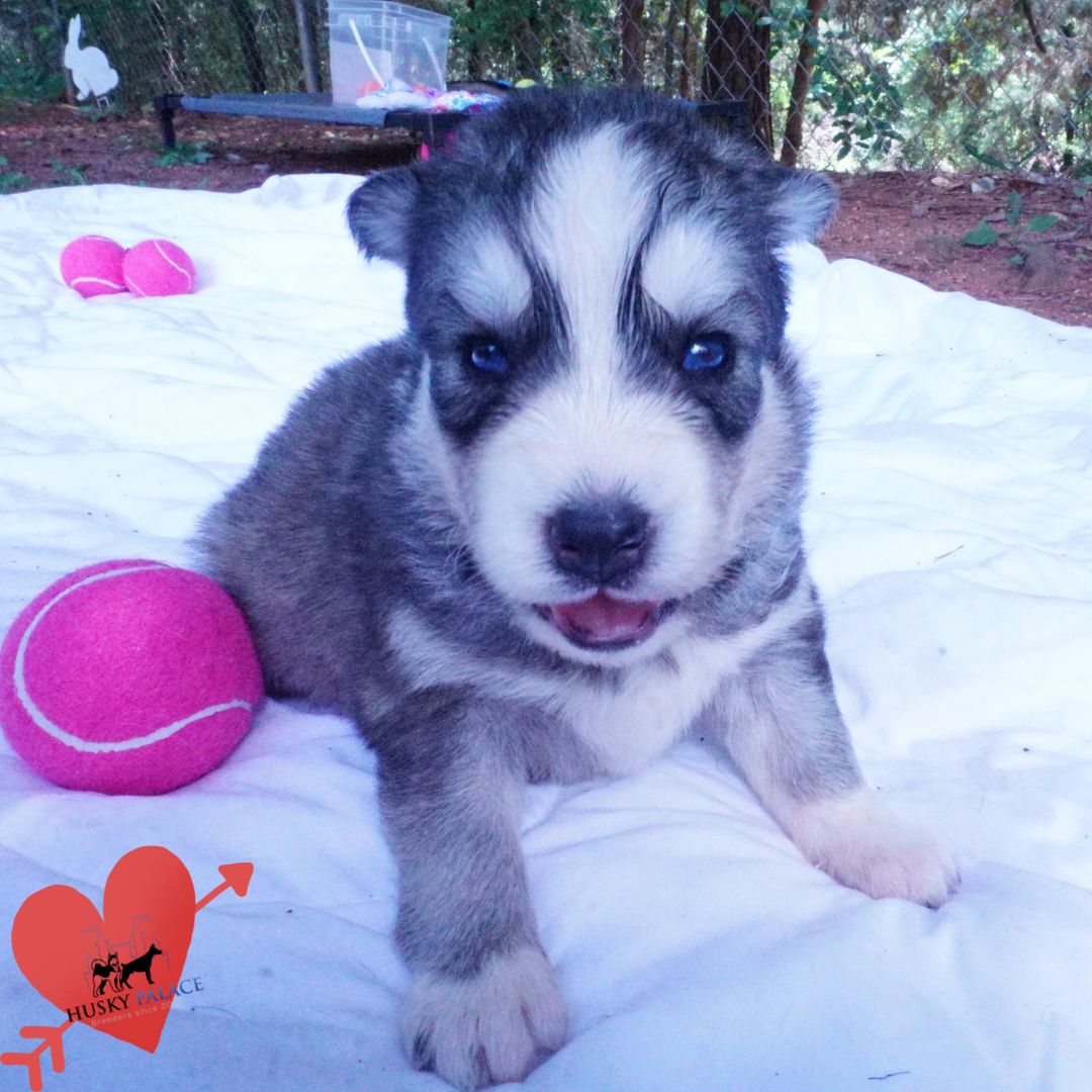 Husky Dog Breeders