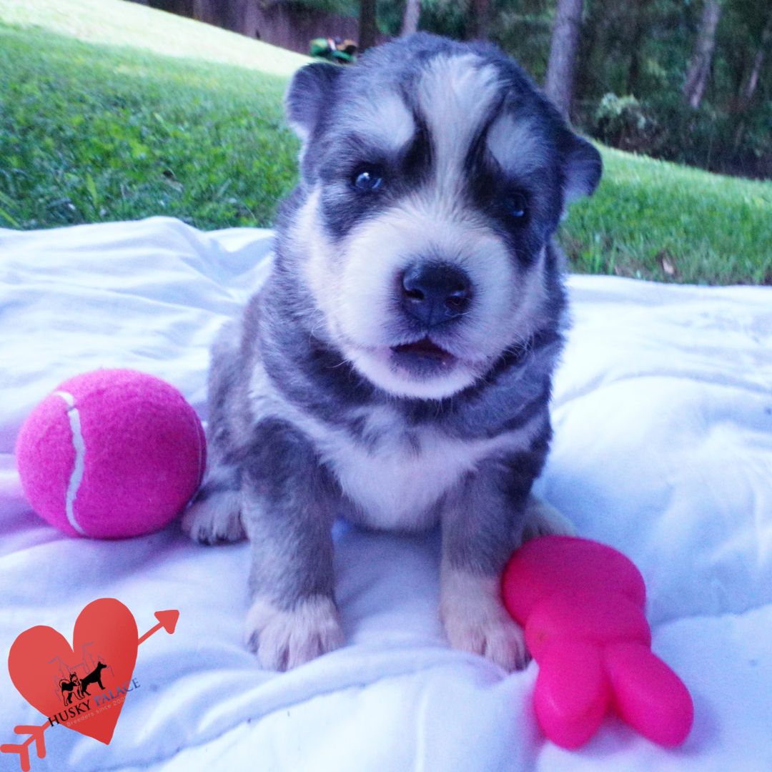 Husky Dog Breeders, gerogina Husky Dog Breeders