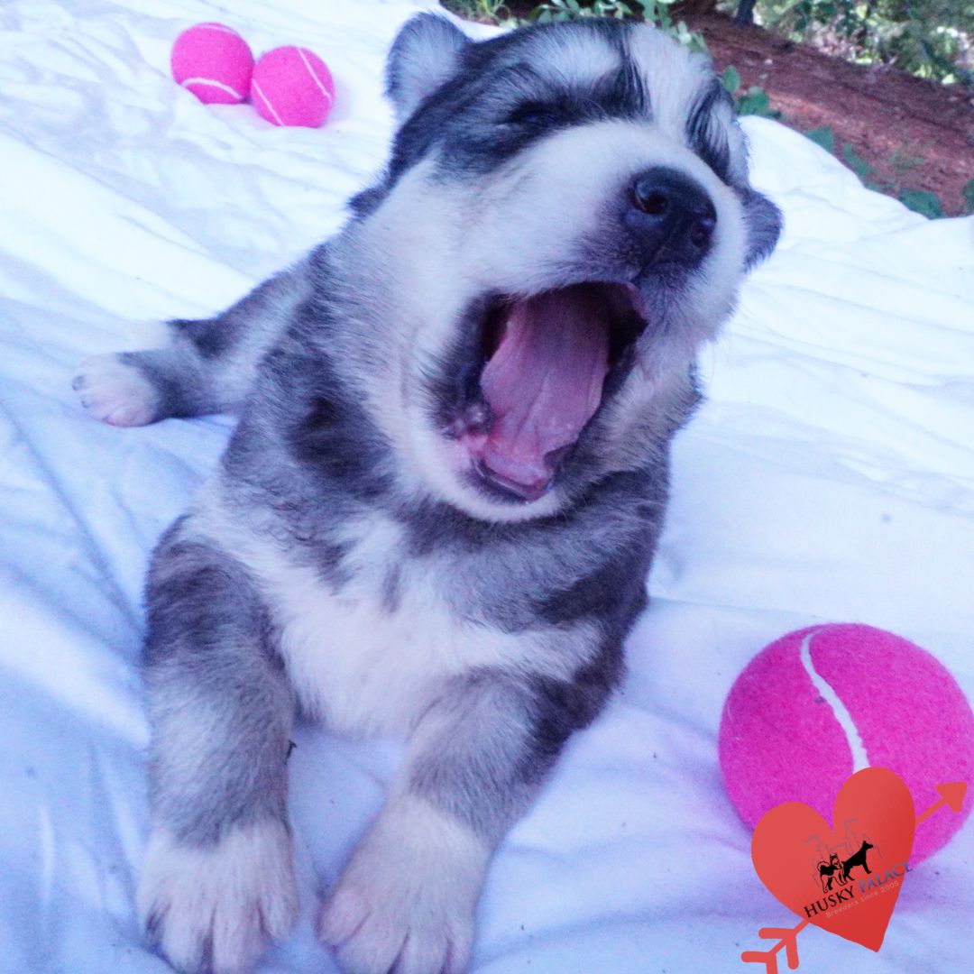 Husky Dog Breeders – gerogina Husky Dog Breeders