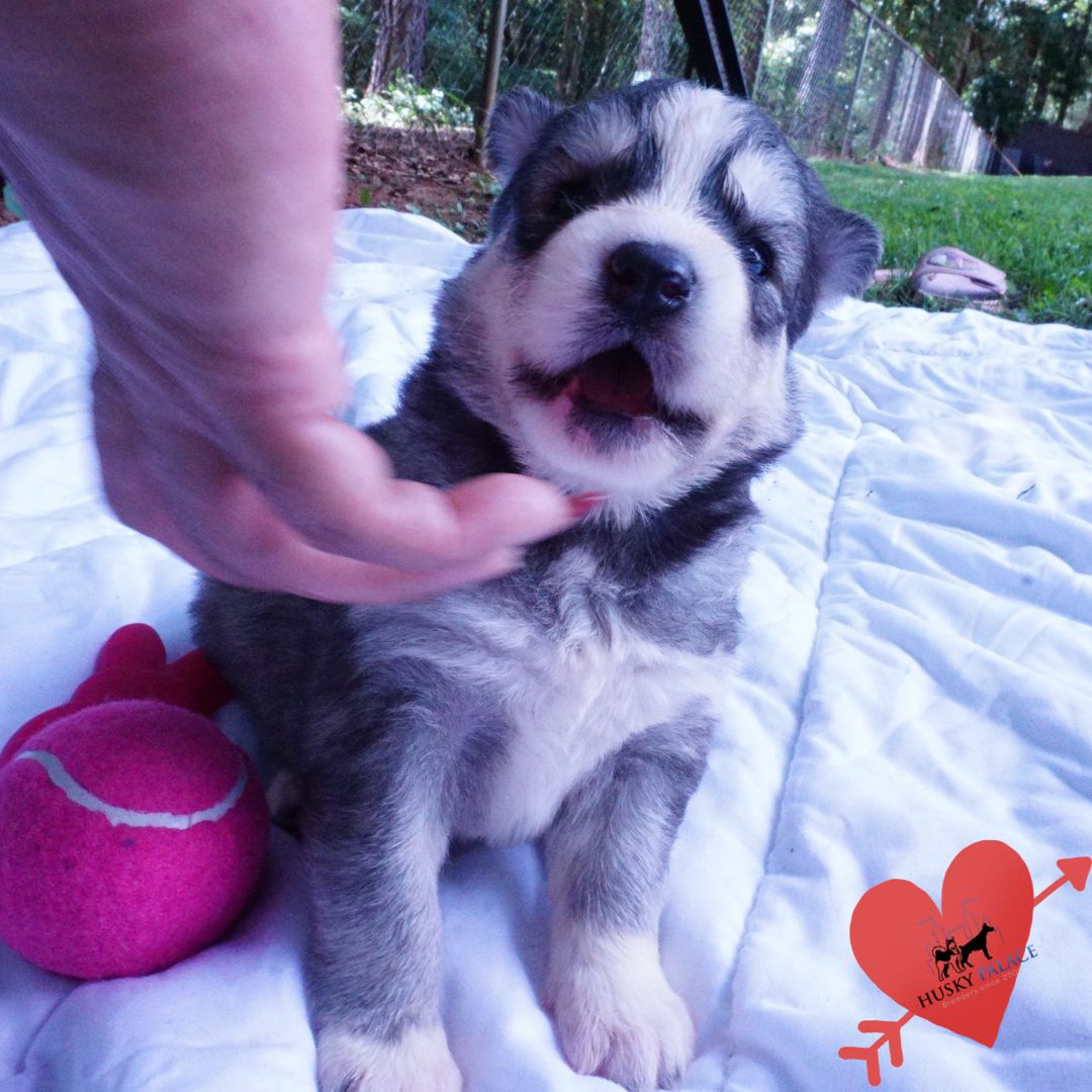 Husky Dog Breeders near me Husky Dog Breeders