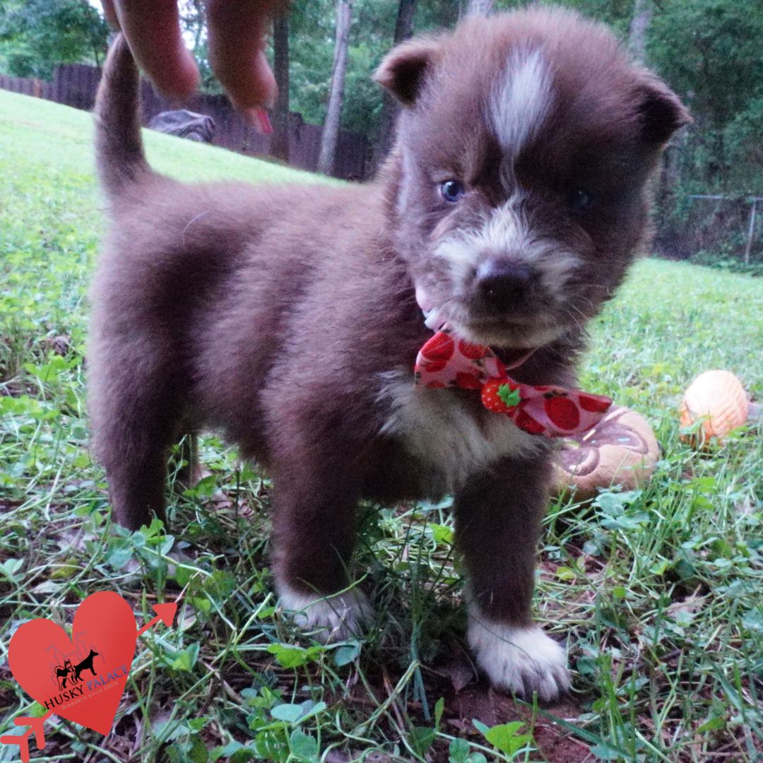 Pure Husky