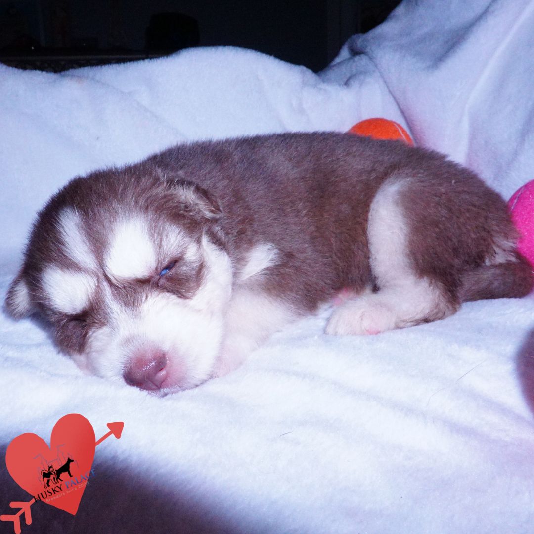 Red Husky Puppy for sale sc Red Husky Puppy