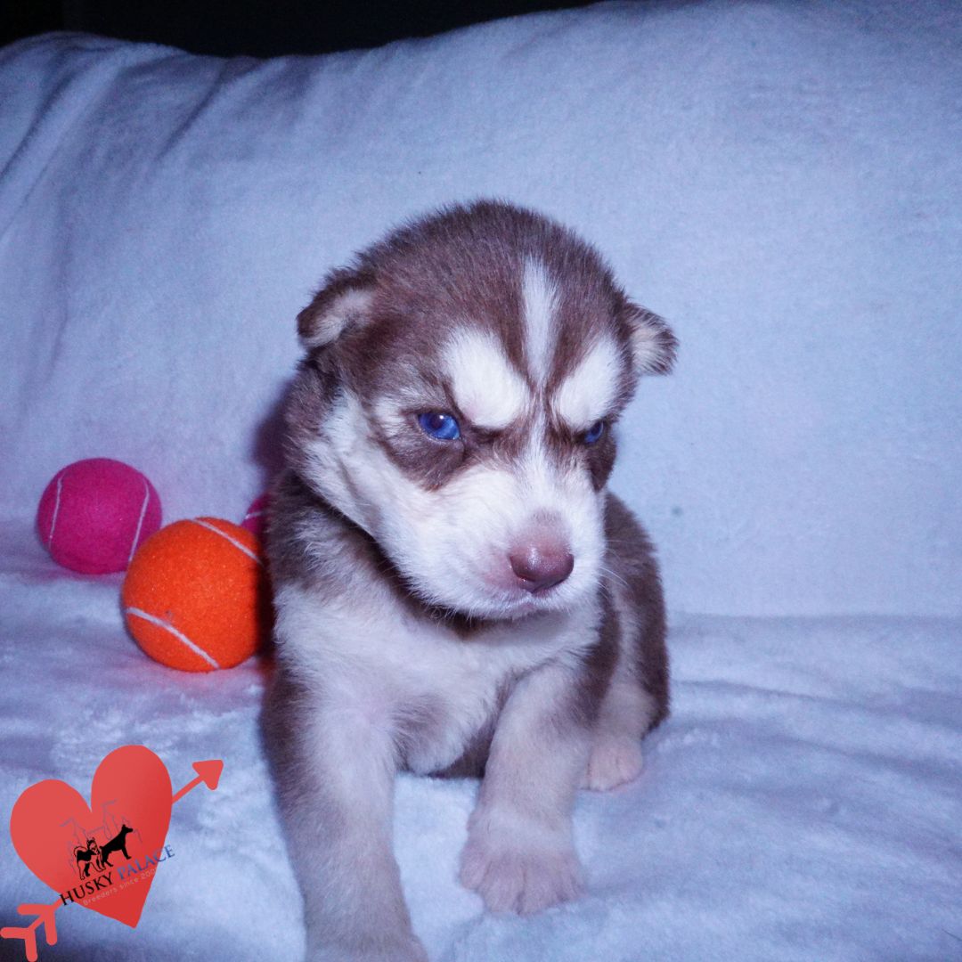 Red Husky Puppy for sale Red Husky Puppy