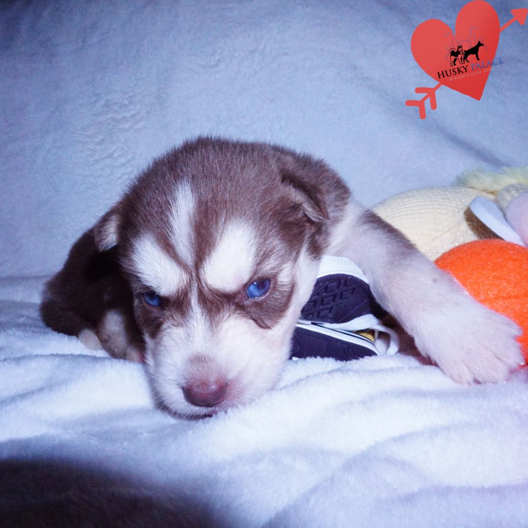 Red Husky Puppy panama Red Husky Puppy