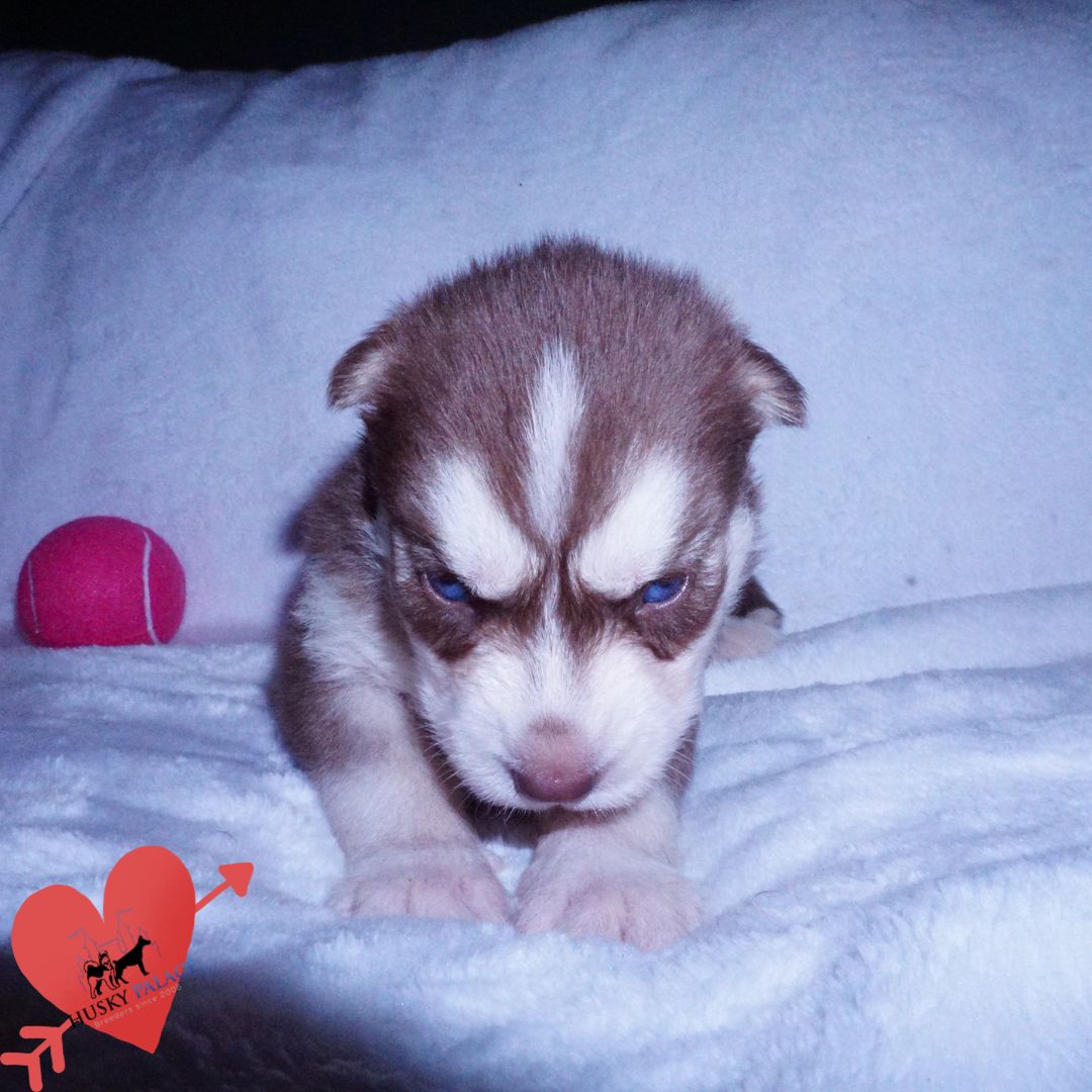 Red Husky Puppy, panama Red Husky Puppy