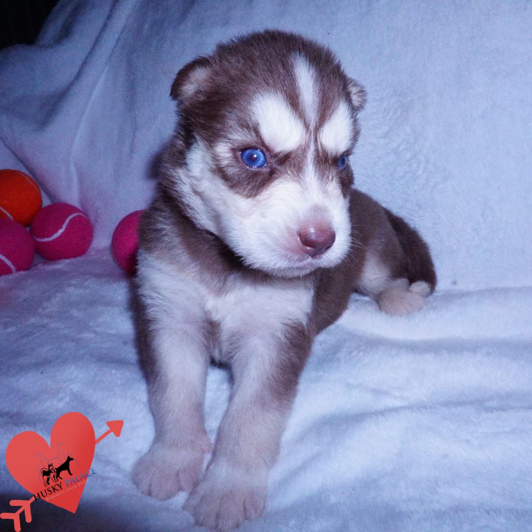 Red Husky Puppy – panama